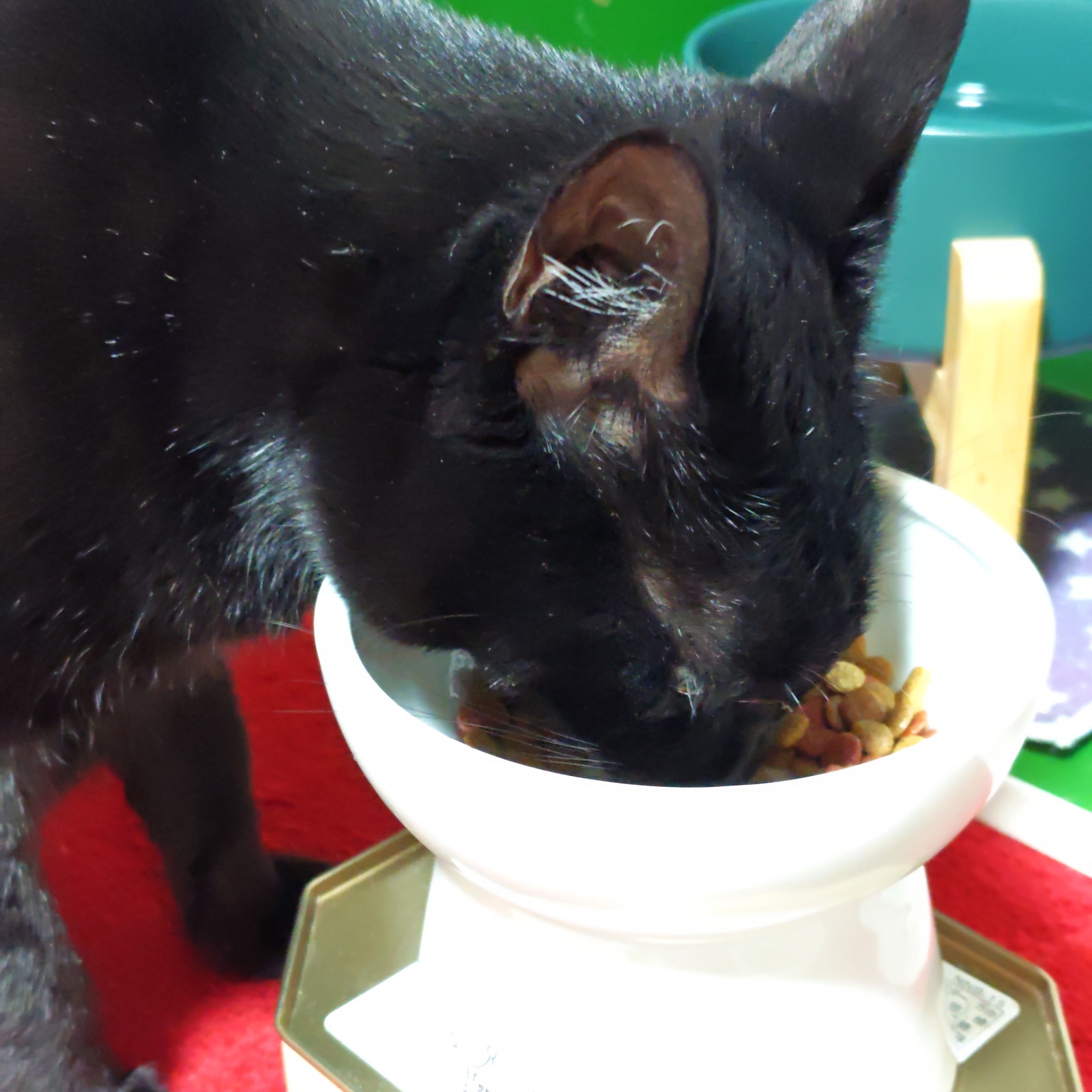 �������񂢂������B