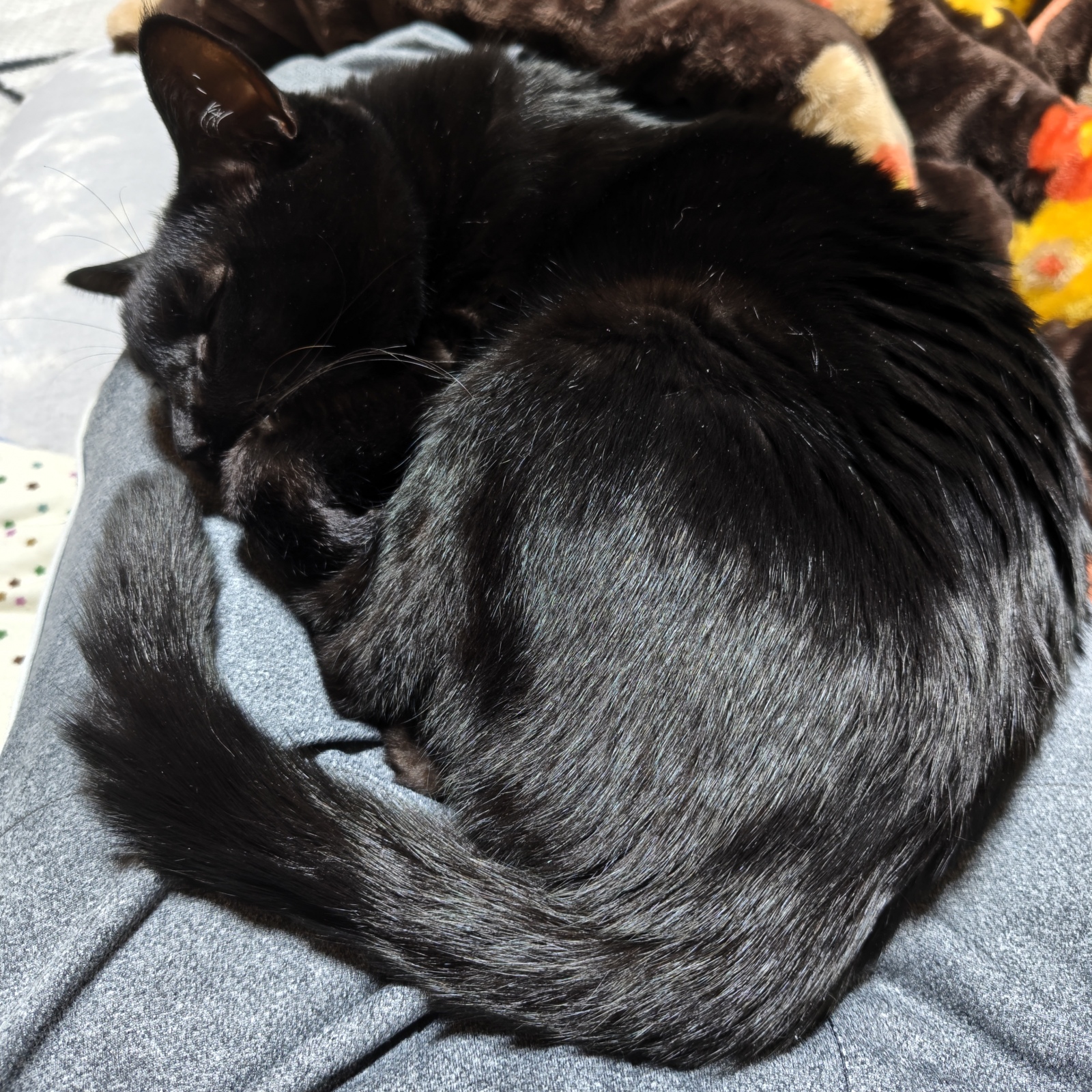 ������ɂႢ�ƁB