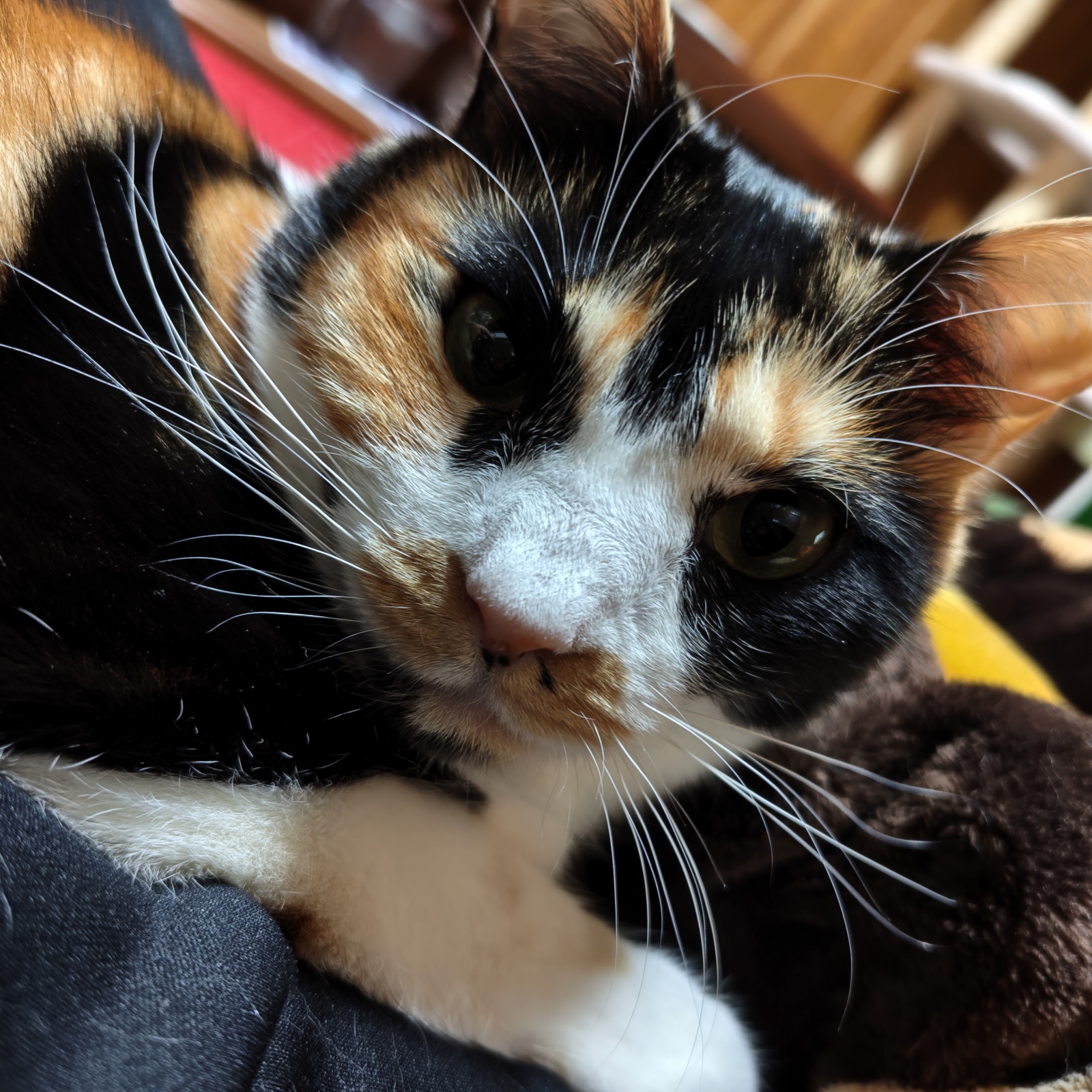 �ɂイ����P�����߁B