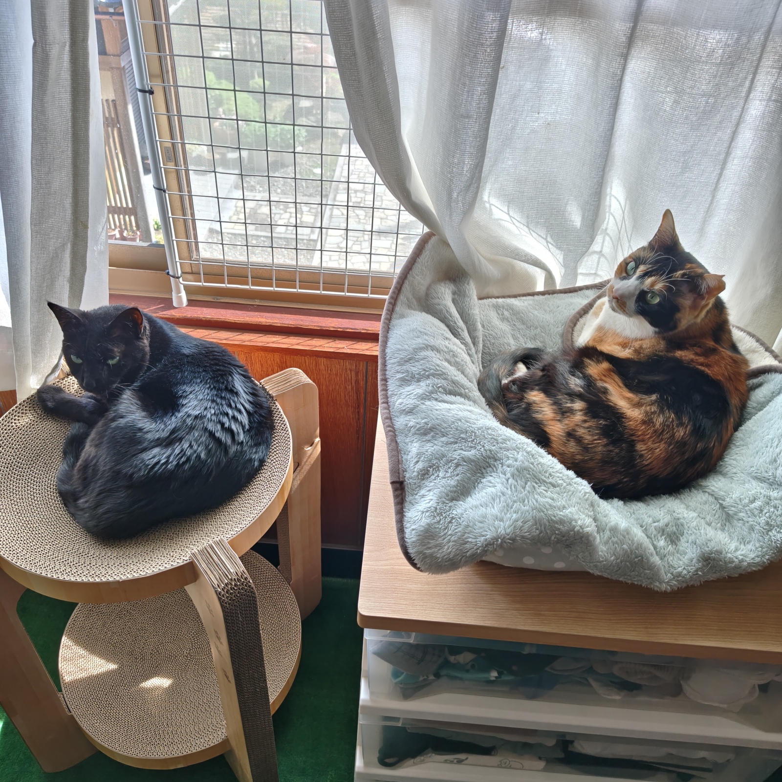 �߂񂩂��Ƃ����̂����˂�сB