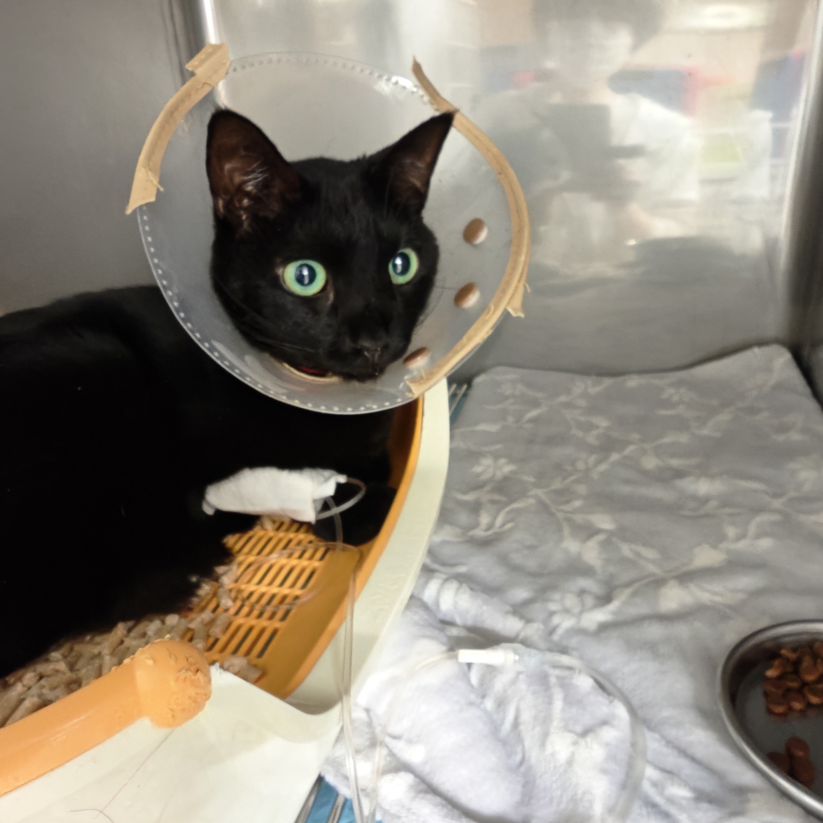 �݂����߁B